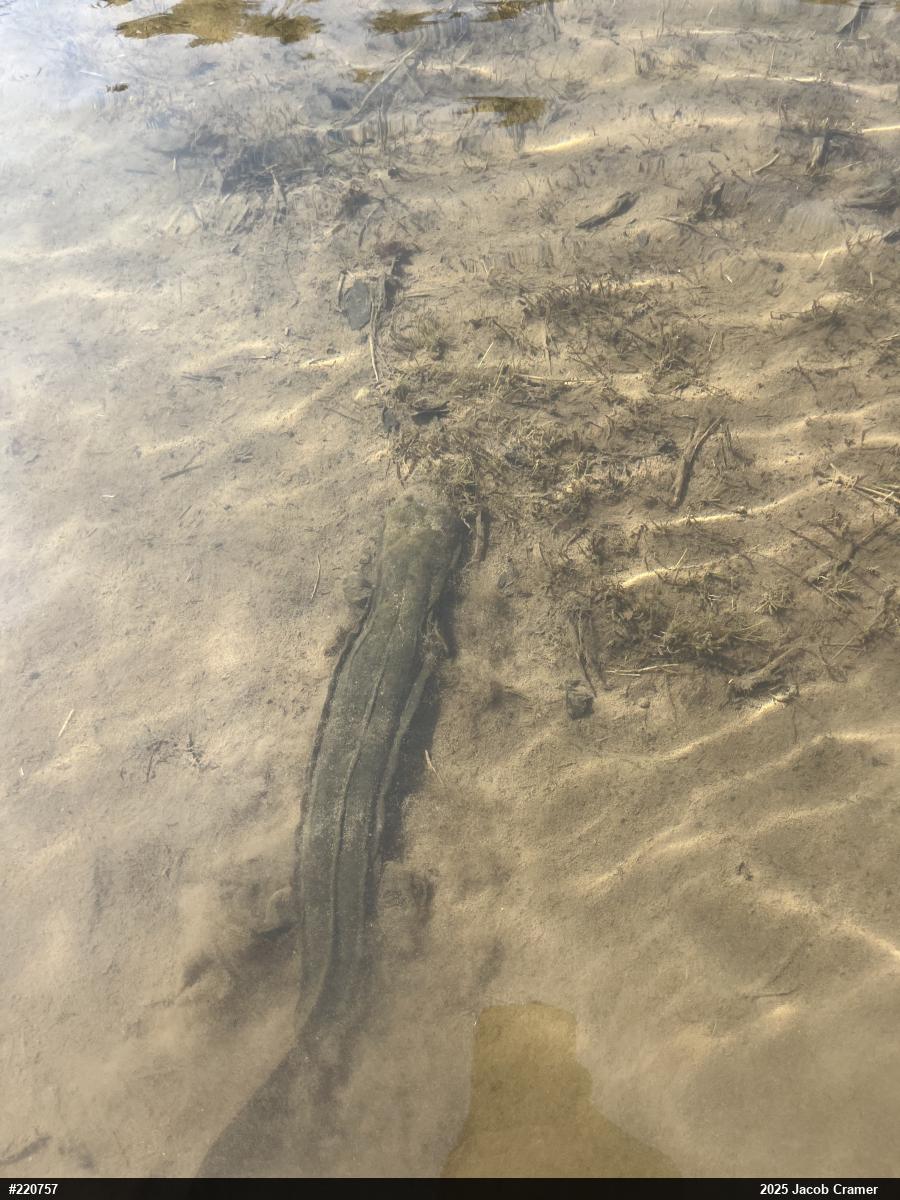 Eastern Hellbender