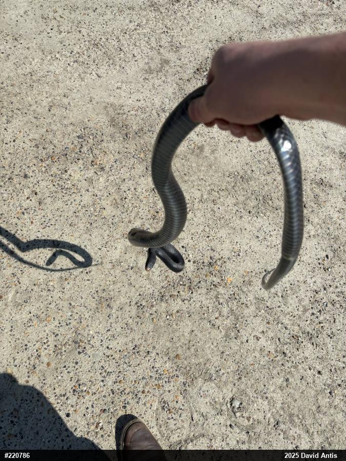 Northern Black Racer