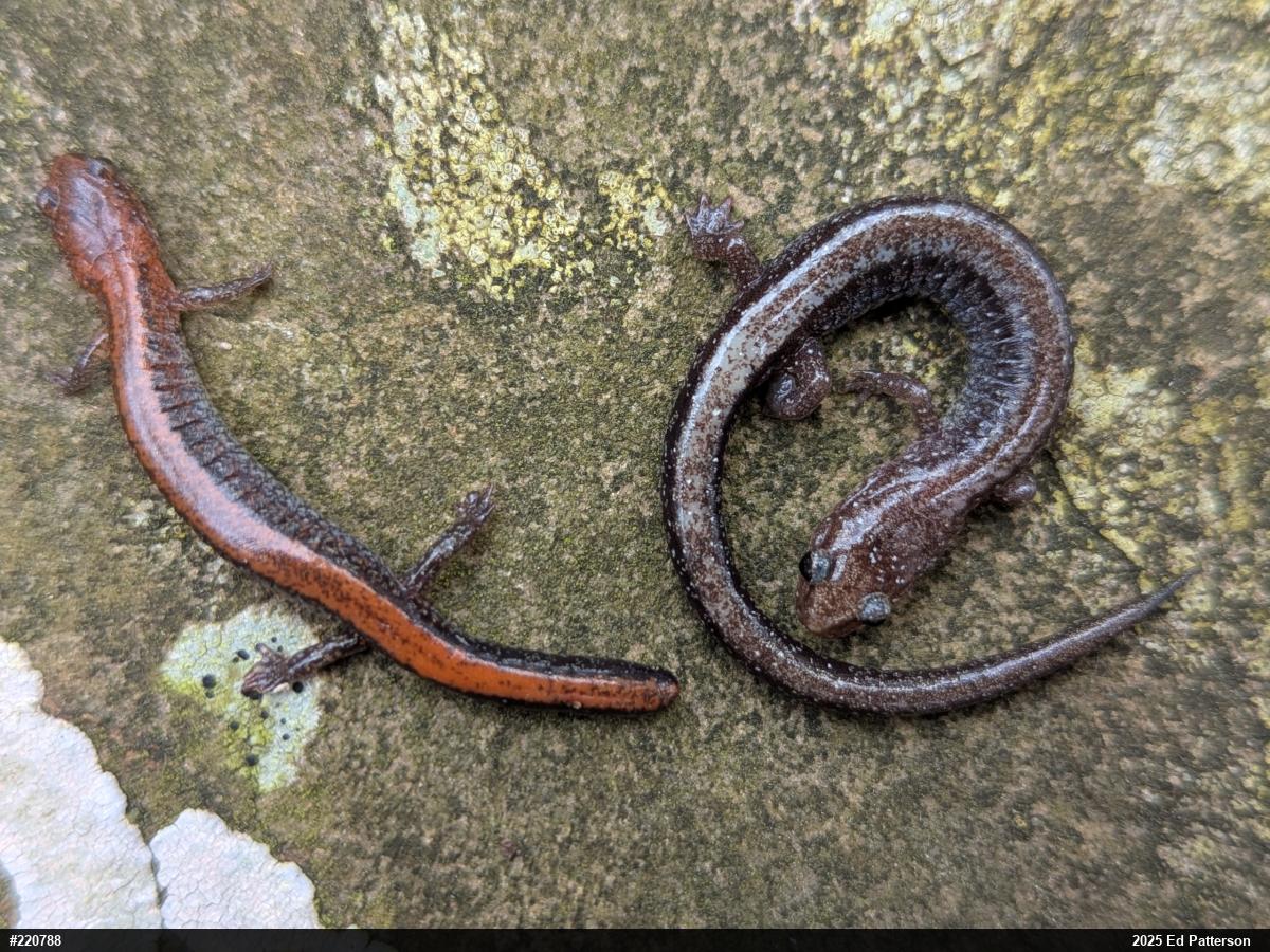 Eastern Red-backed  Salamander