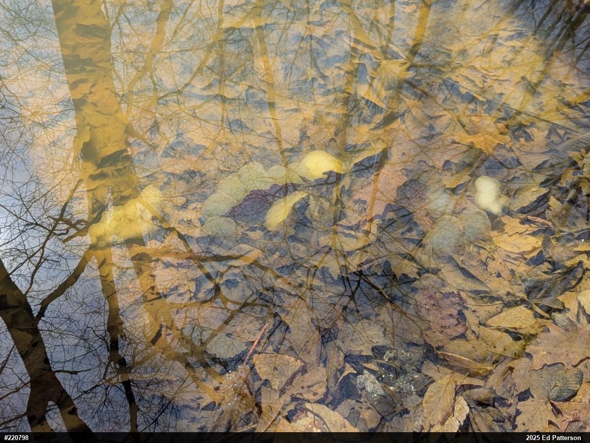 Spotted Salamander
