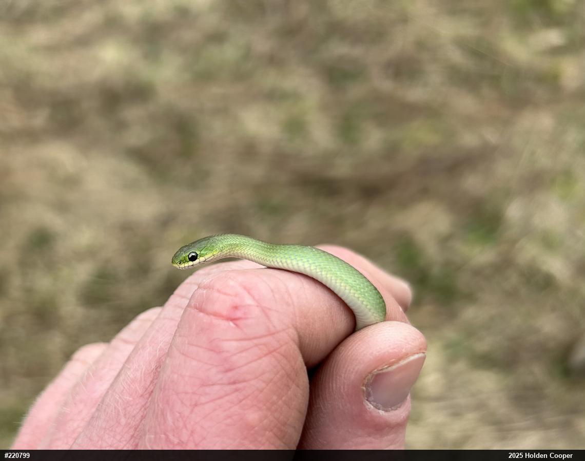 Smooth Greensnake