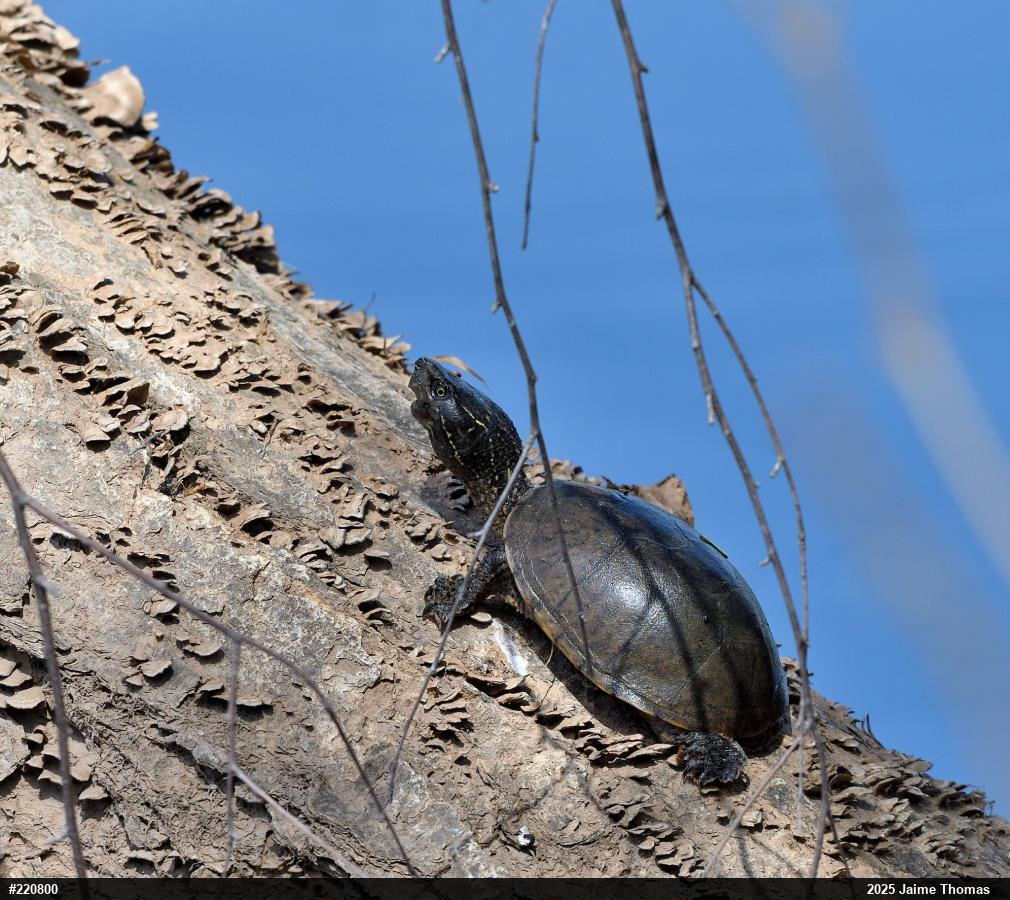 Eastern Musk Turtle
