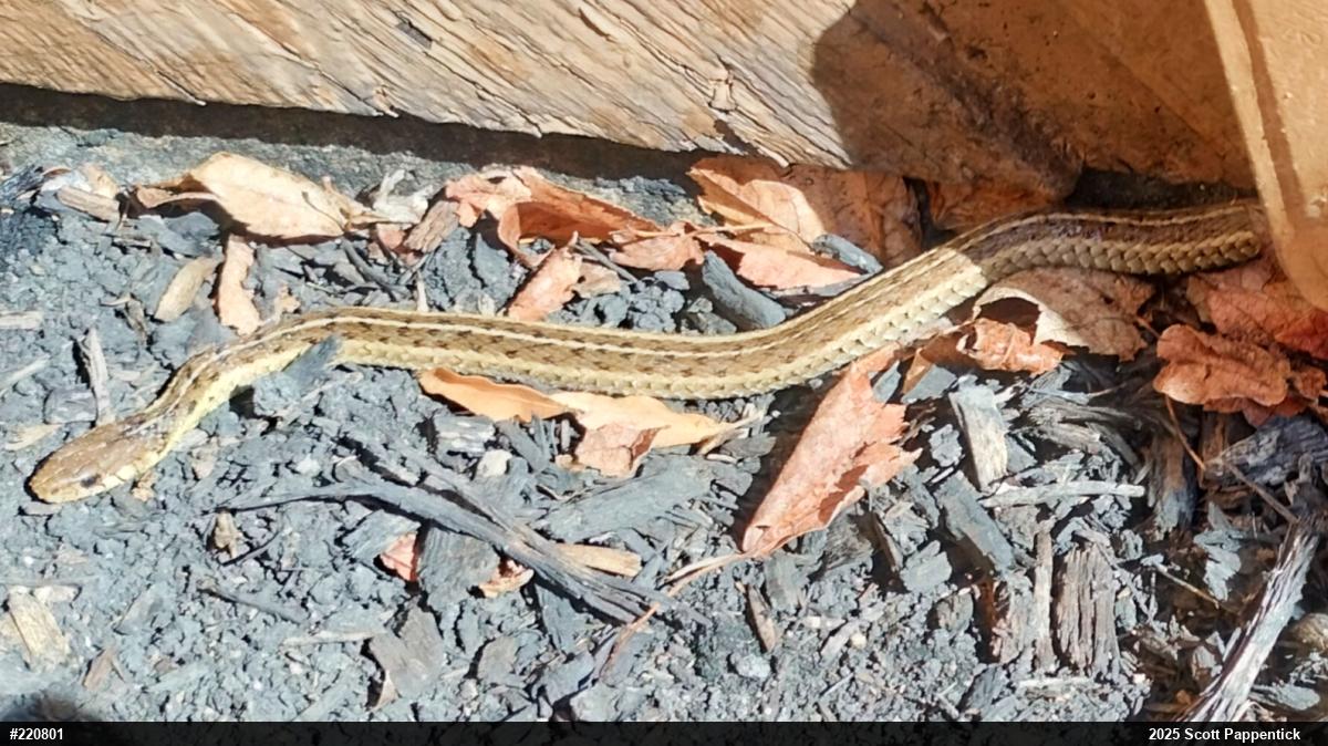 Eastern Gartersnake