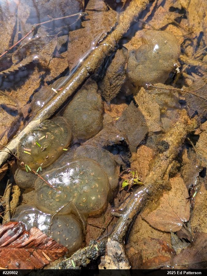 Spotted Salamander