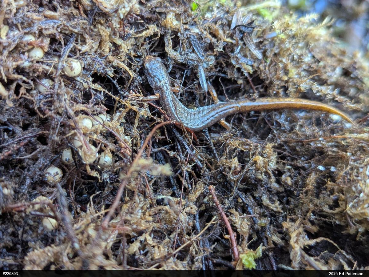 Four-toed Salamander