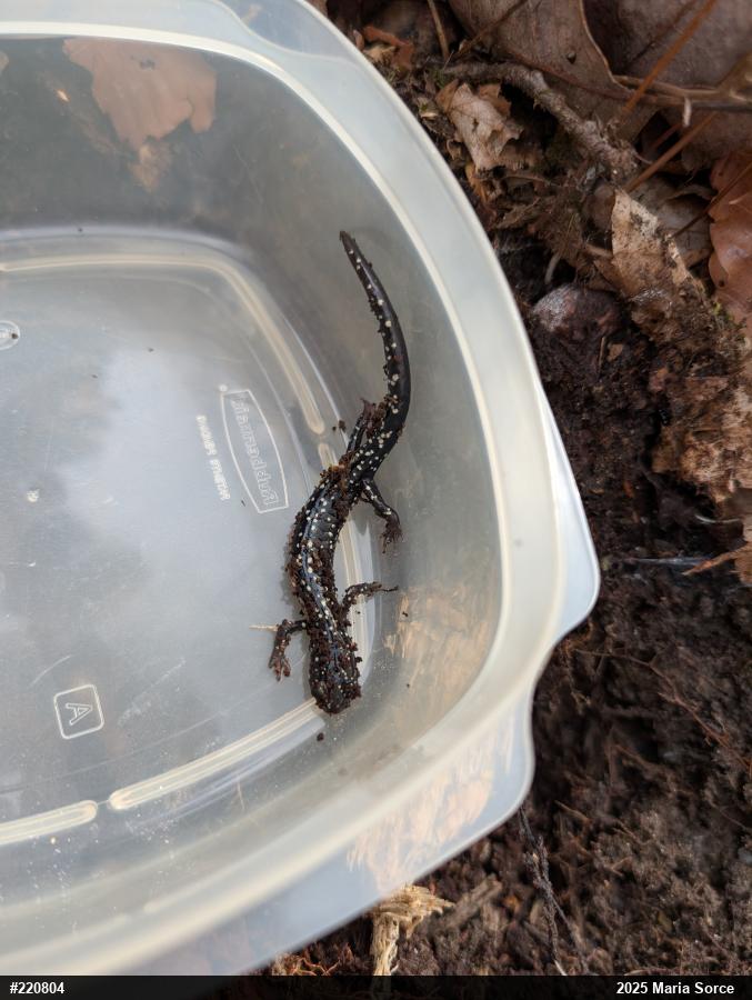 Northern Slimy Salamander