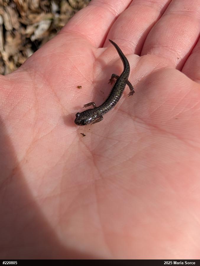 Woodland Salamanders