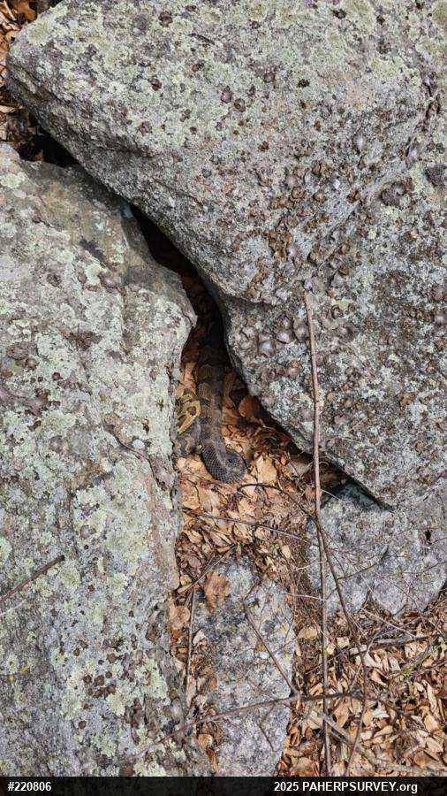 Timber Rattlesnake