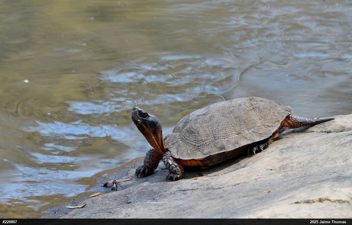 Wood Turtle