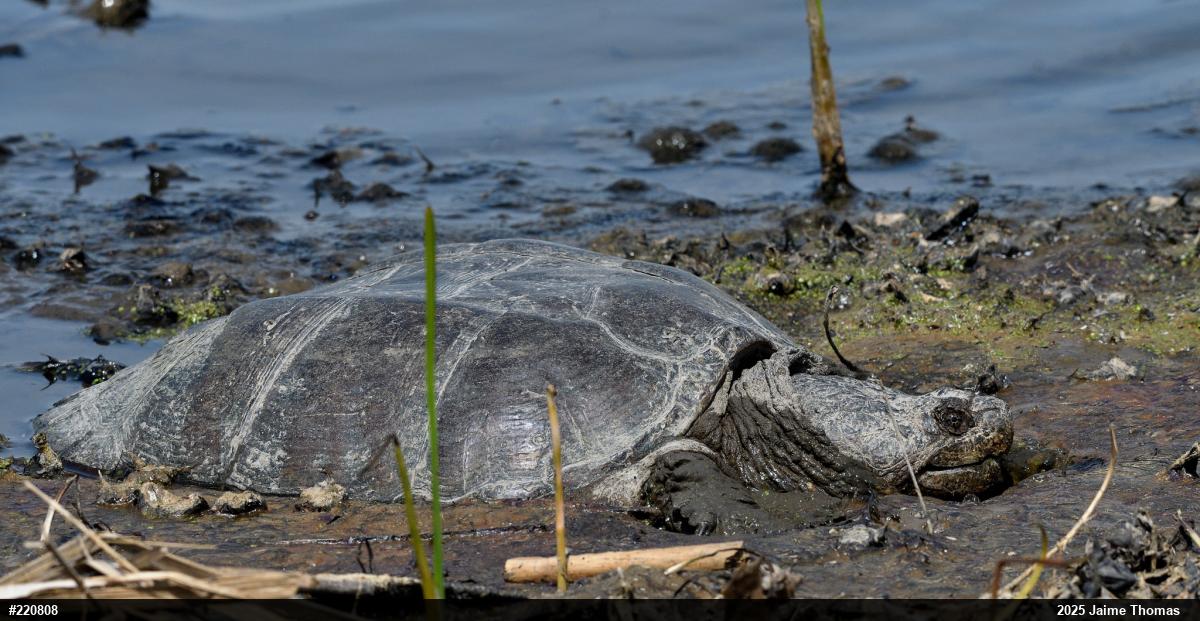 Snapping Turtle