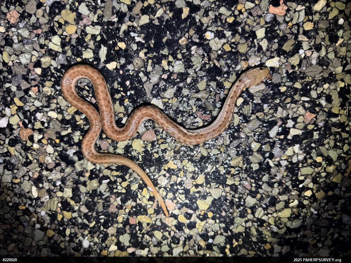 Eastern Gartersnake