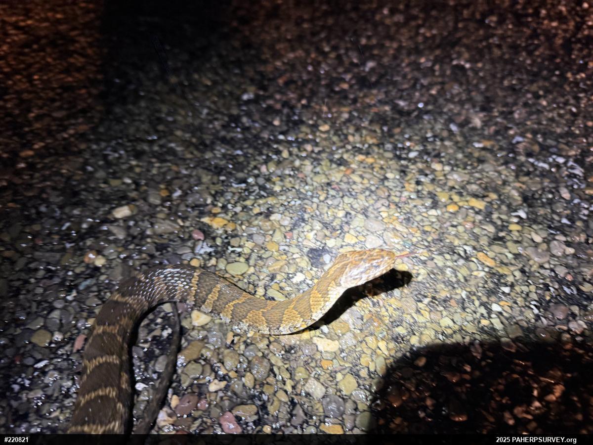 Northern Watersnake