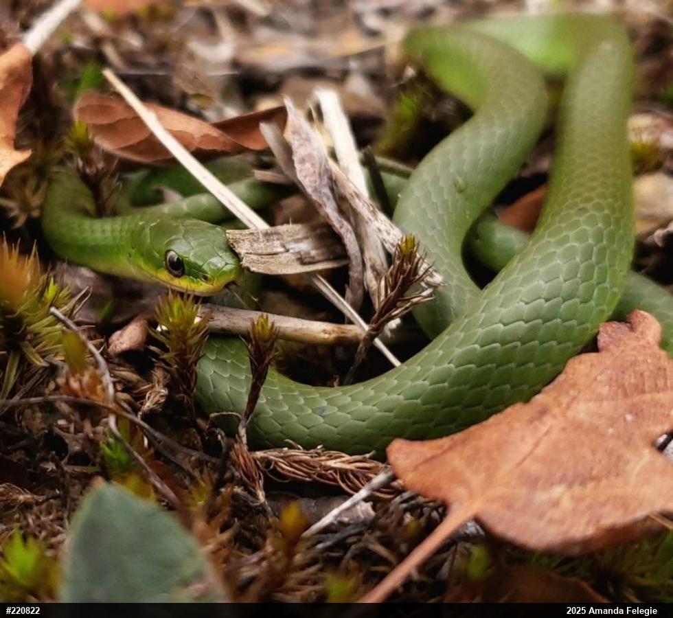 Smooth Greensnake