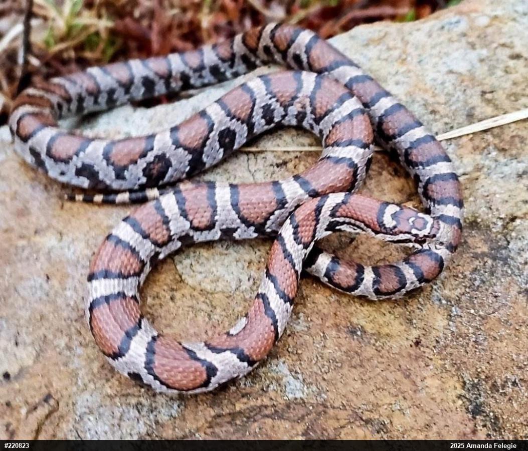 Eastern Milksnake