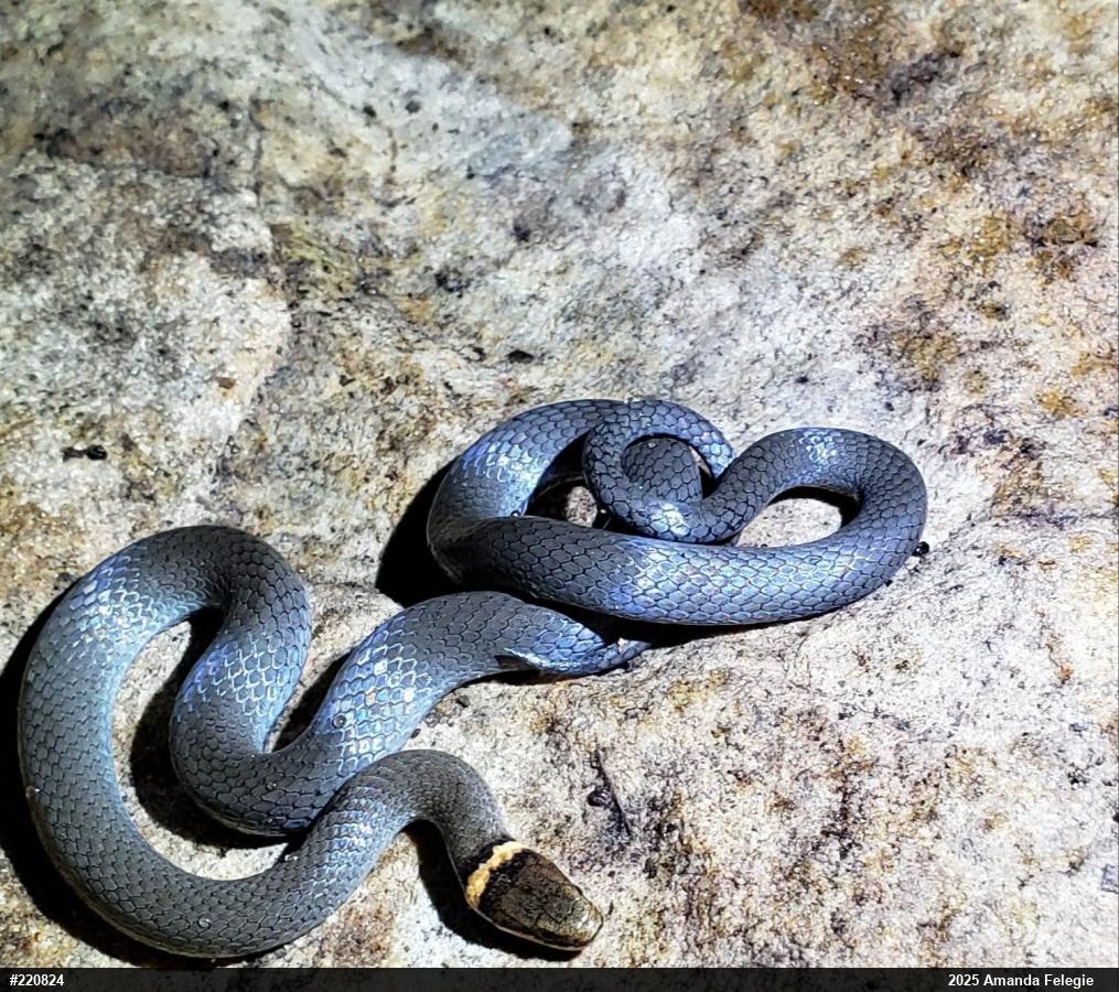 Northern Ring-necked Snake