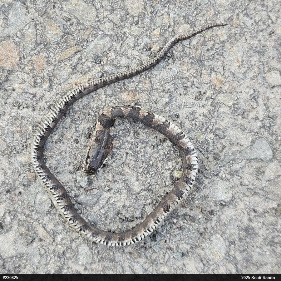 Northern Watersnake