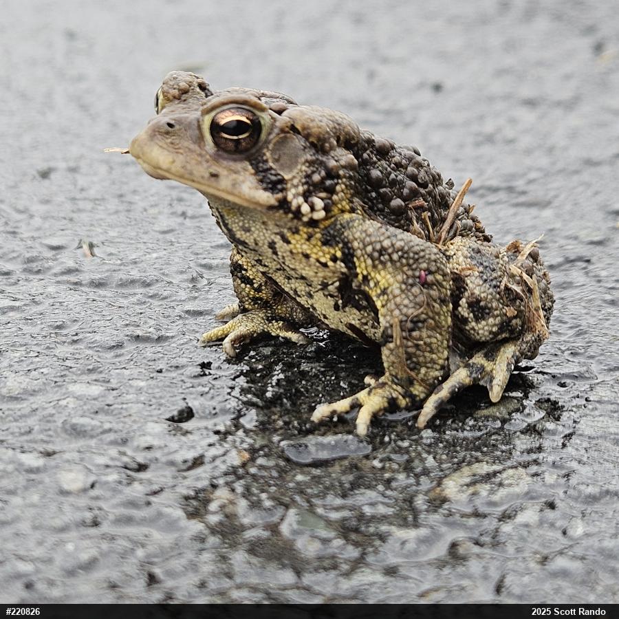 Eastern American Toad