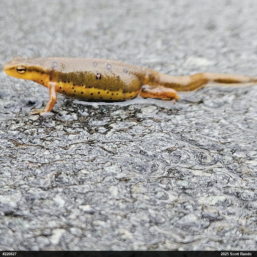 Red-spotted Newt