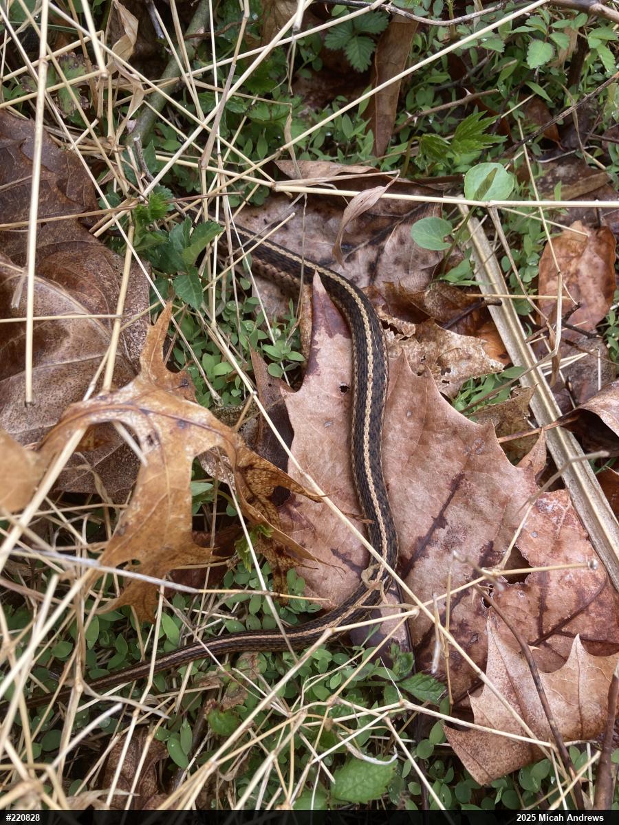 Eastern Gartersnake