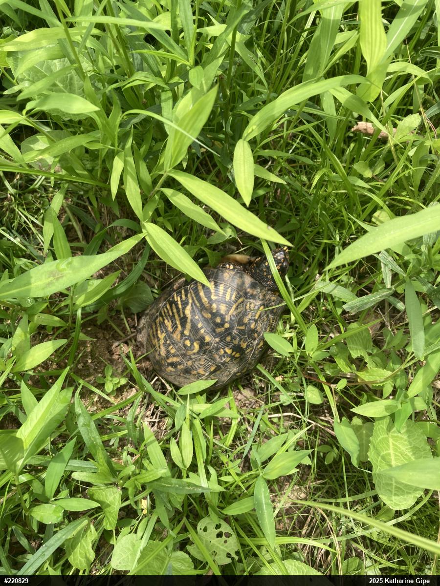 Eastern Box Turtle
