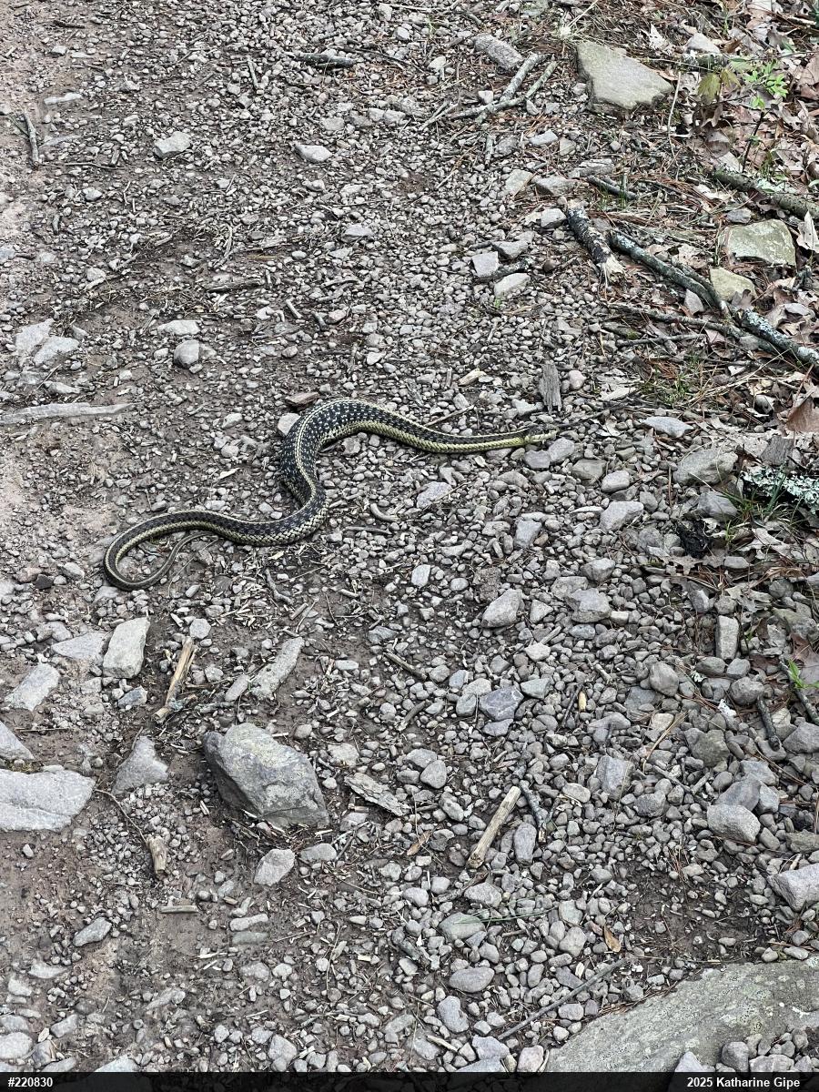 Eastern Gartersnake