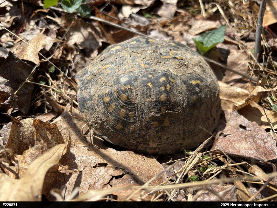 Eastern Box Turtle