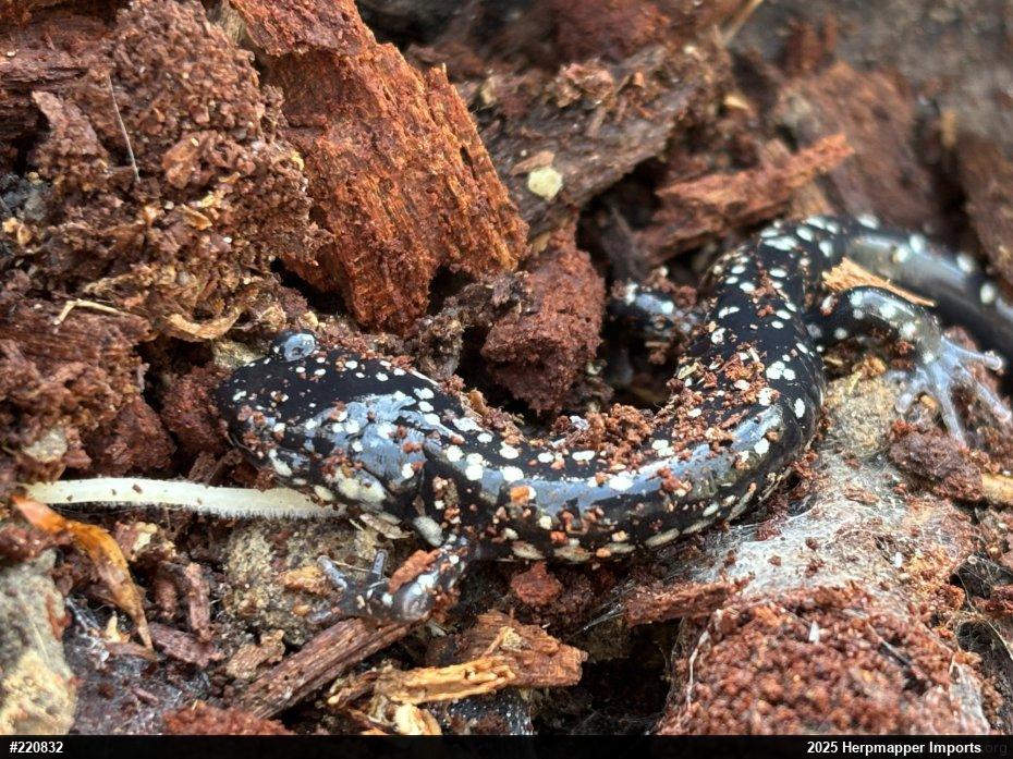 Northern Slimy Salamander