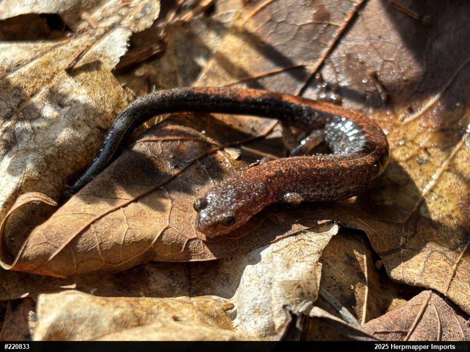 Eastern Red-backed  Salamander
