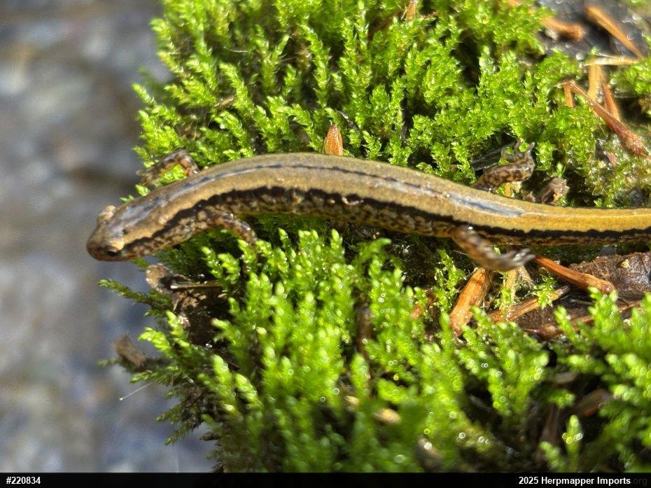 Northern Two-lined Salamander