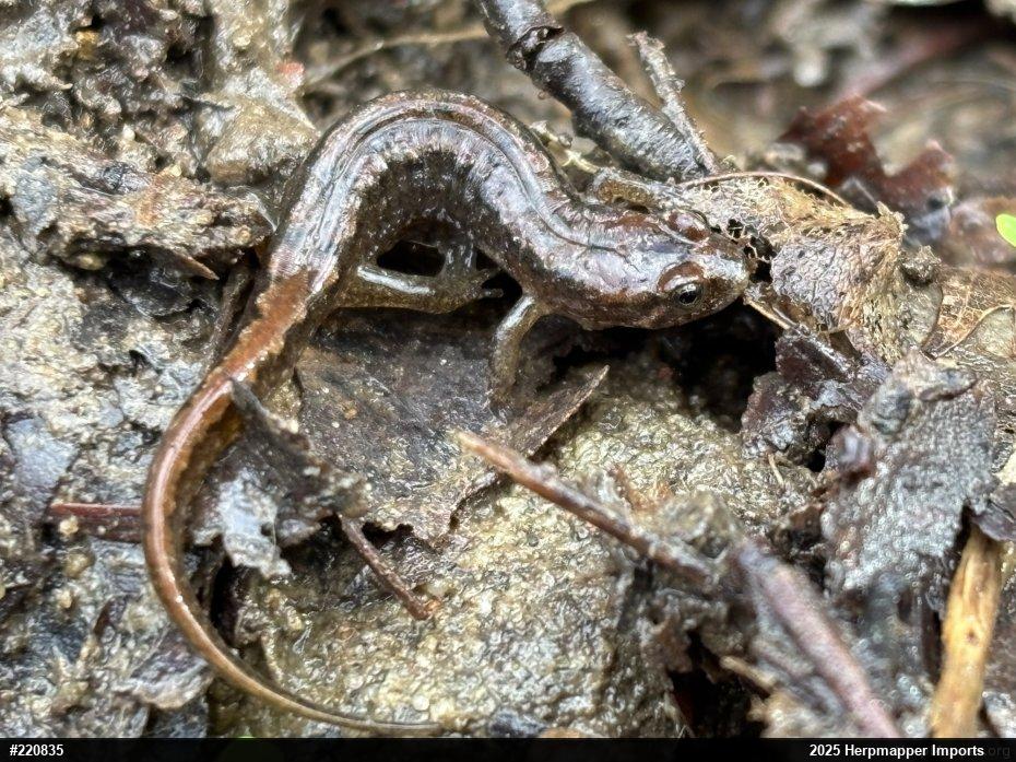 Northern Dusky Salamander