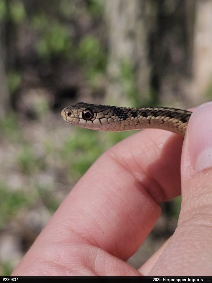 Eastern Gartersnake