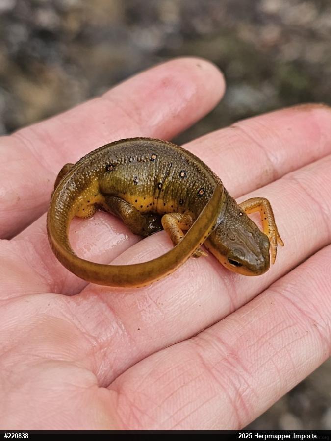Red-spotted Newt
