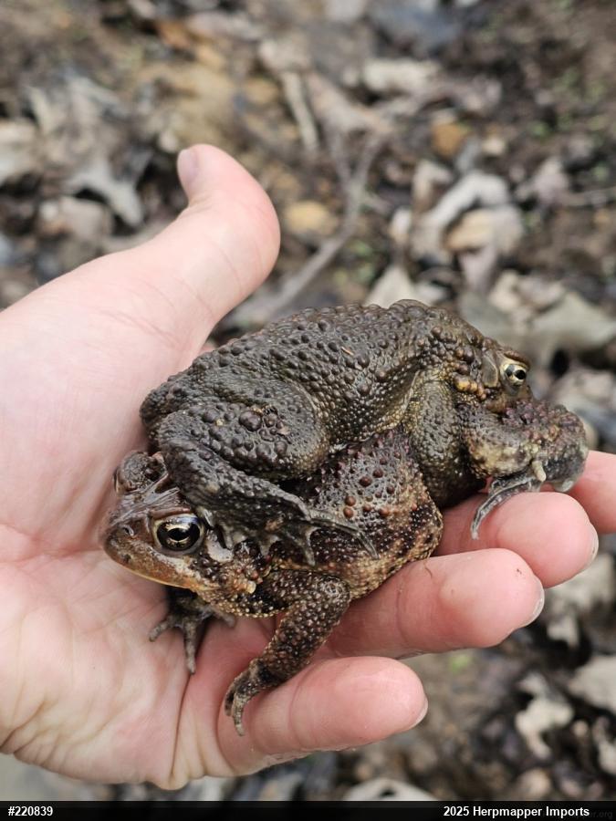 Eastern American Toad