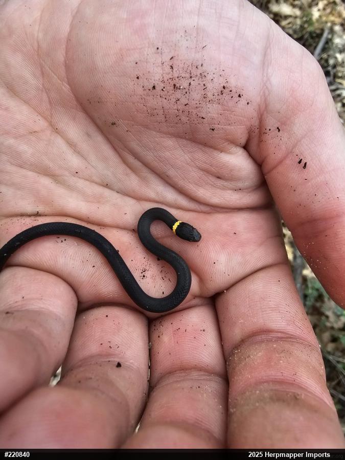 Northern Ring-necked Snake