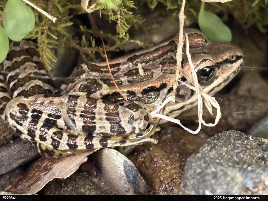 Pickerel Frog