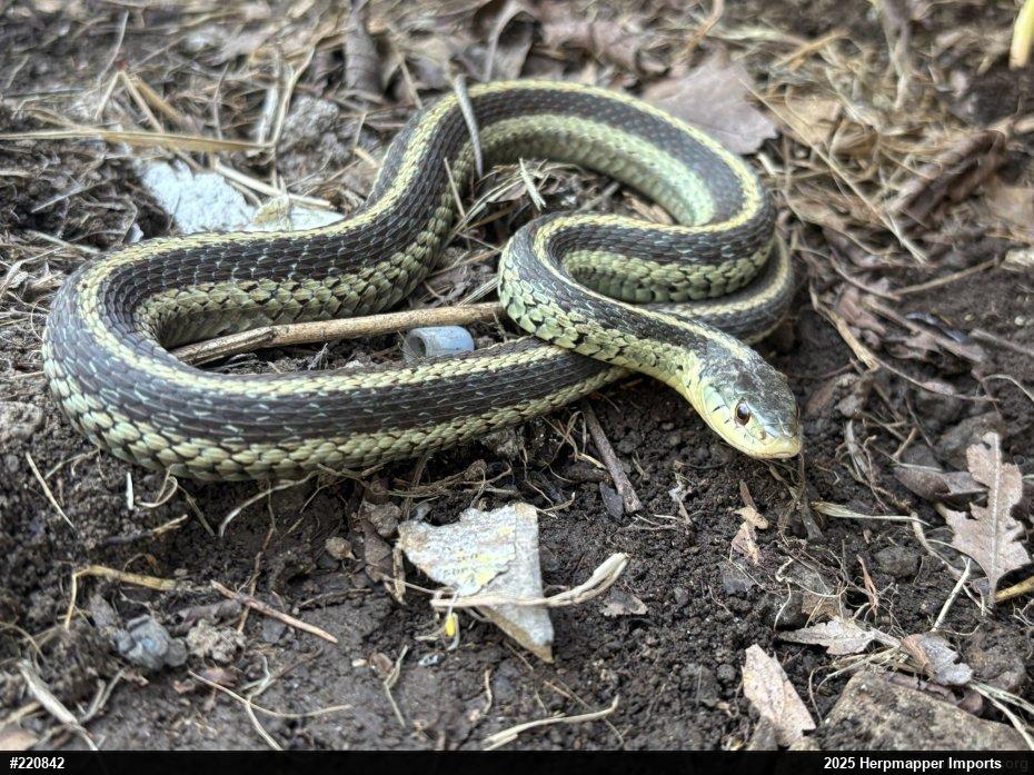 Eastern Gartersnake