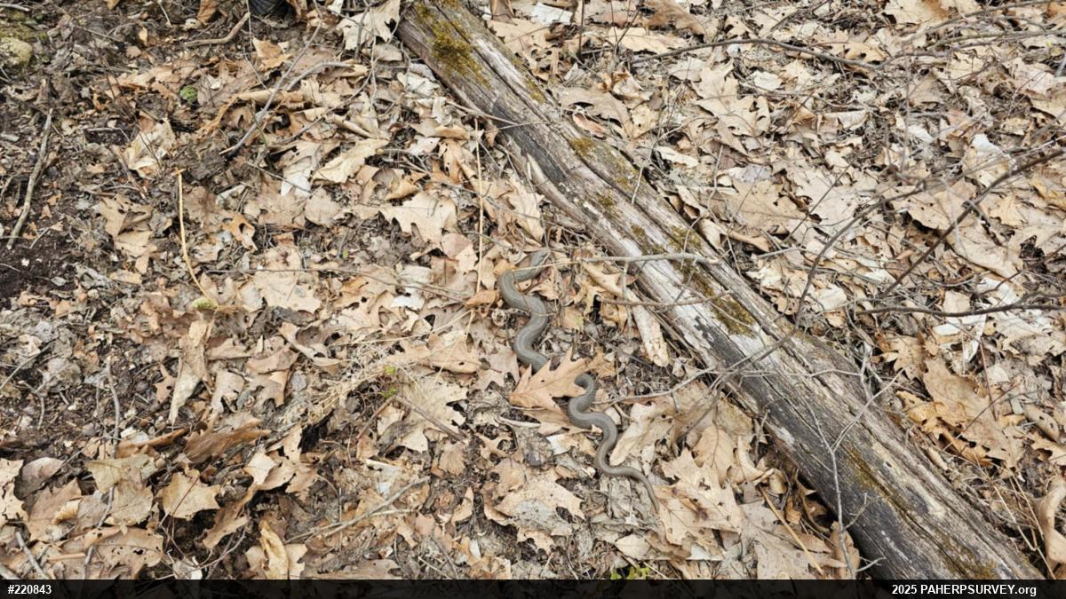Eastern Hog-nosed Snake