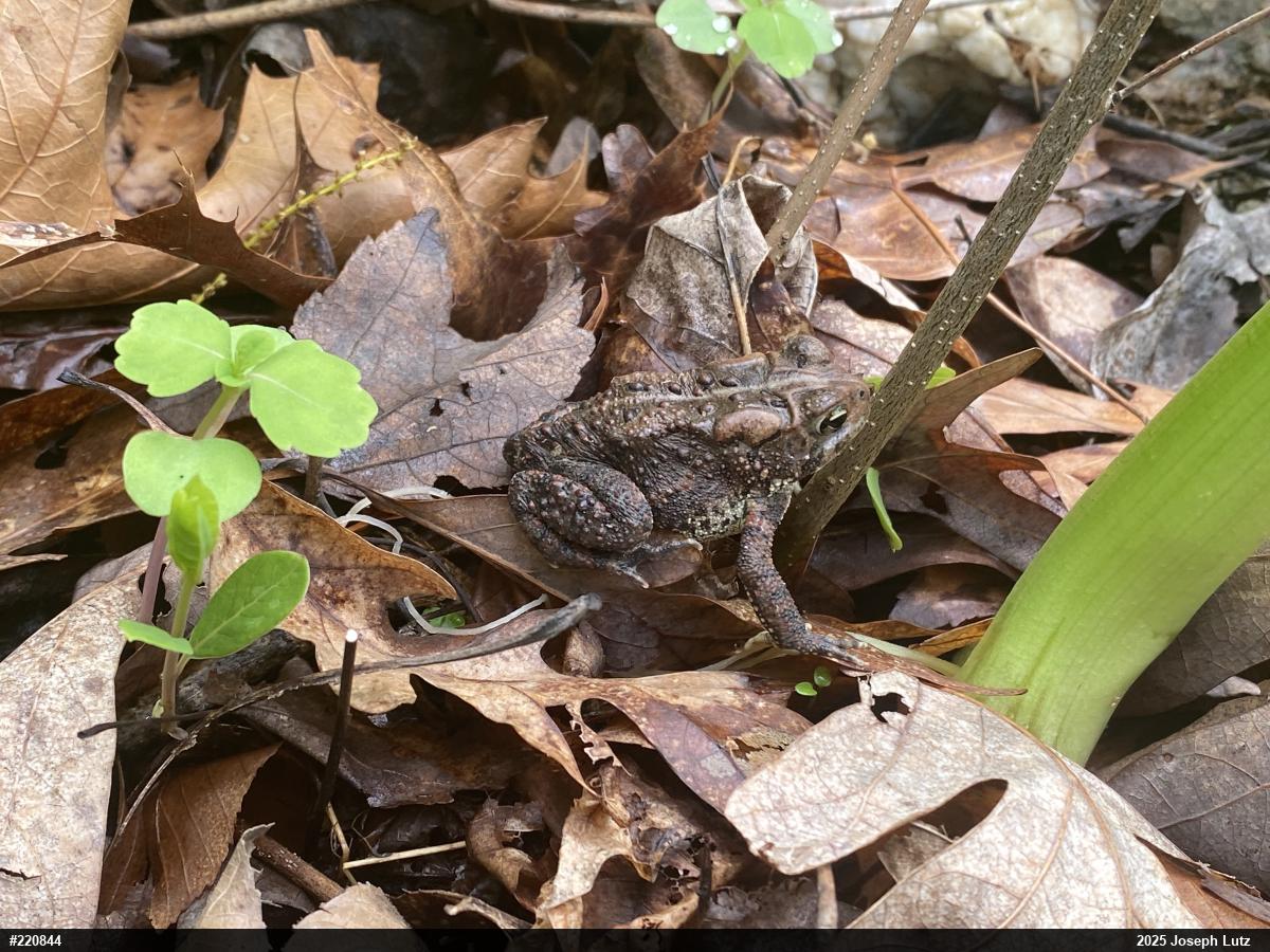 Eastern American Toad
