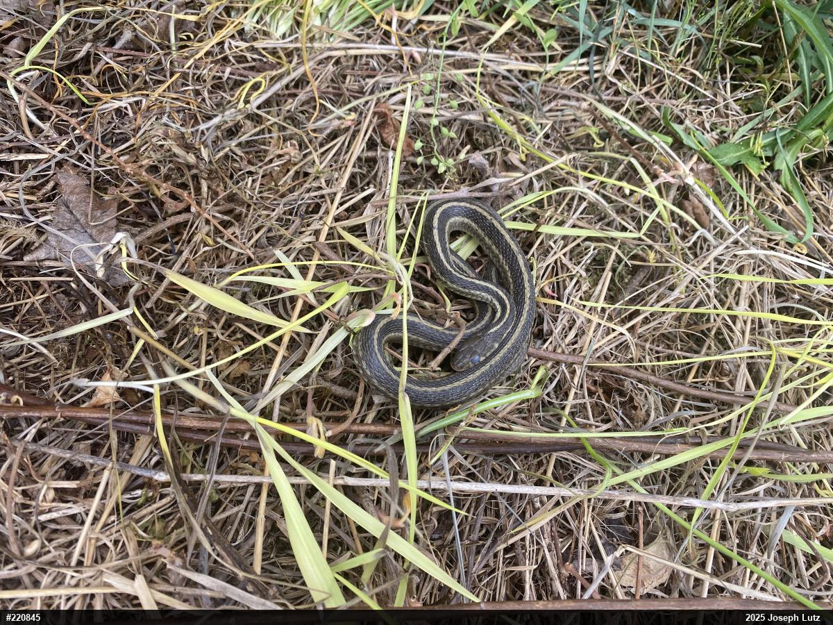Eastern Gartersnake