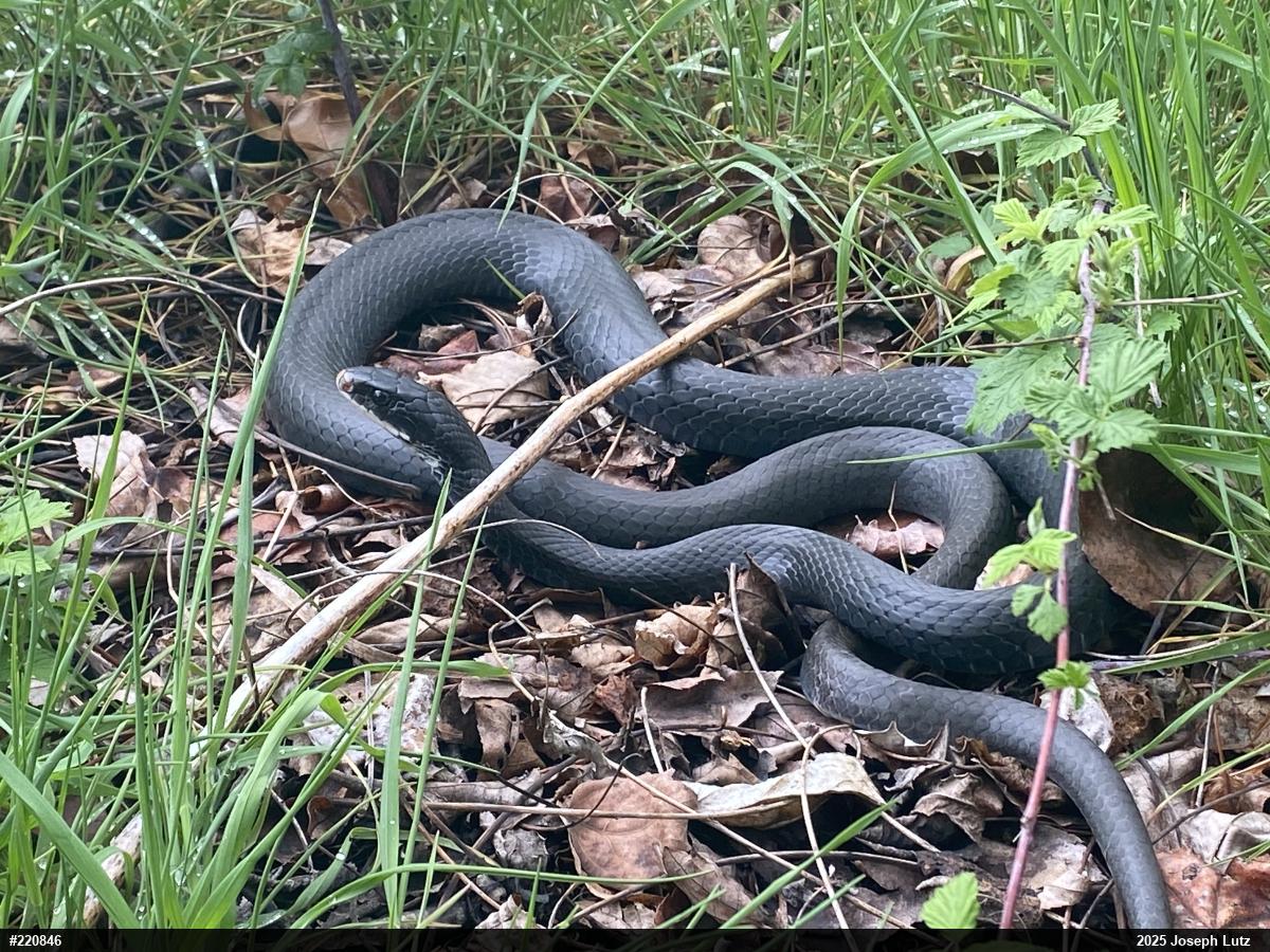 Northern Black Racer