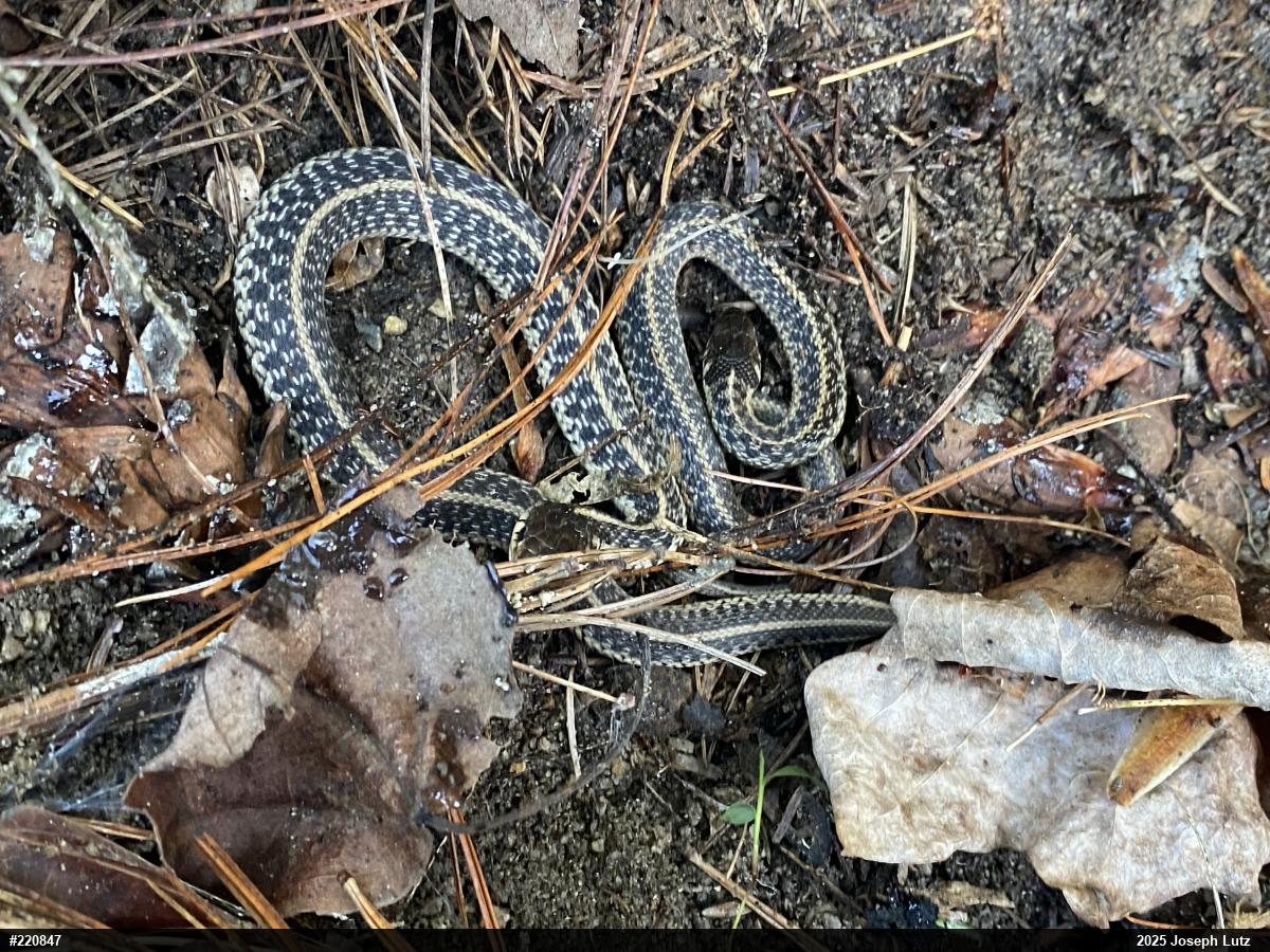 Eastern Gartersnake