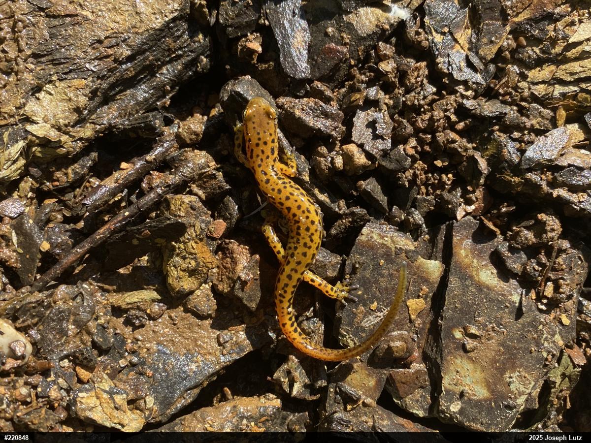 Eastern Long-tailed Salamander