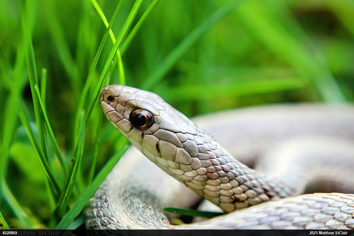 Eastern Gartersnake