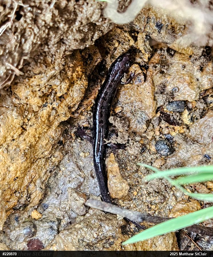 Allegheny Mountain Dusky Salamander
