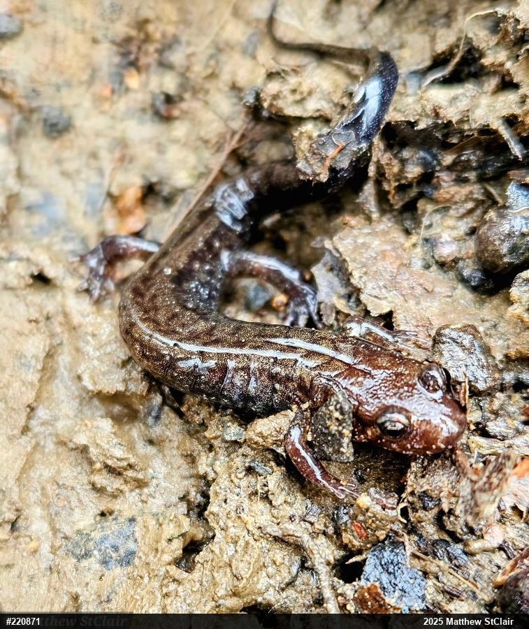 Allegheny Mountain Dusky Salamander
