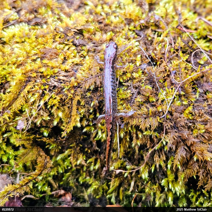 Northern Dusky Salamander