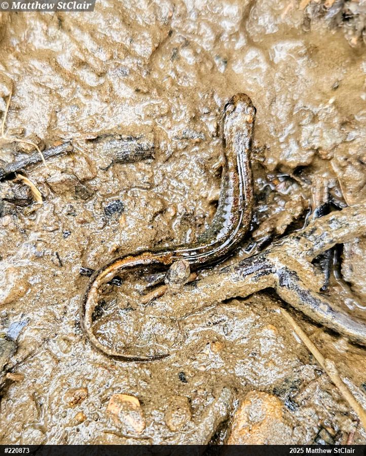 Northern Dusky Salamander