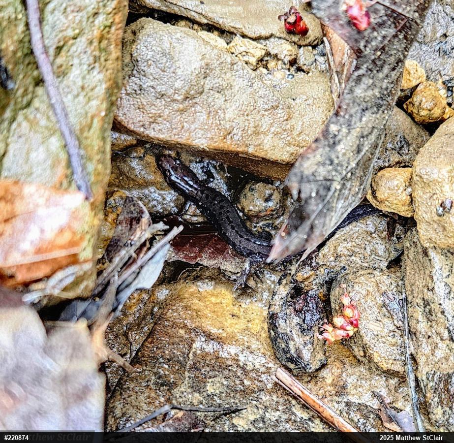 Allegheny Mountain Dusky Salamander