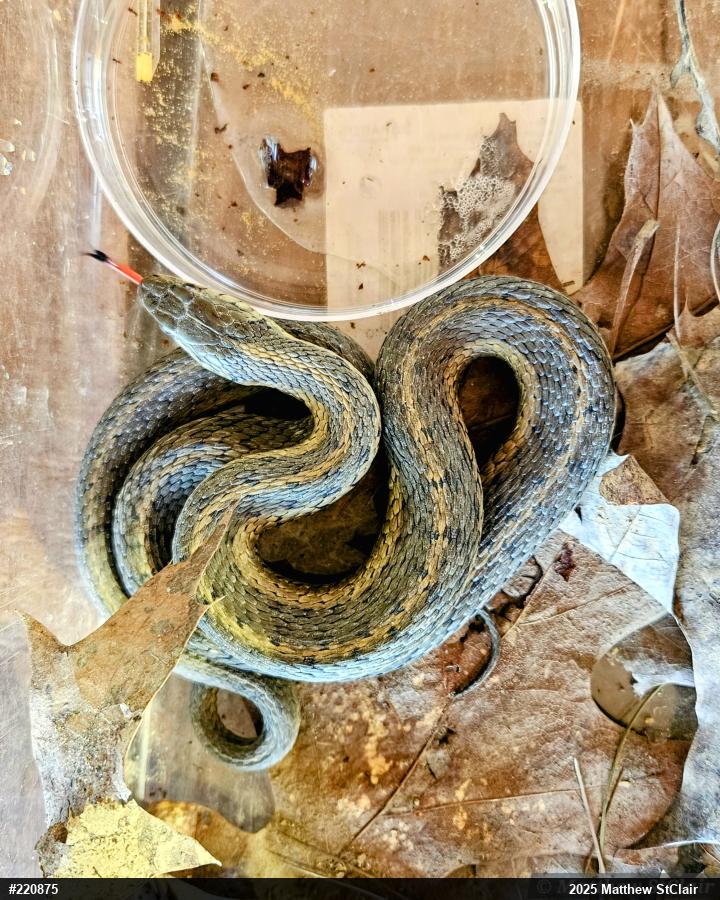 Eastern Gartersnake