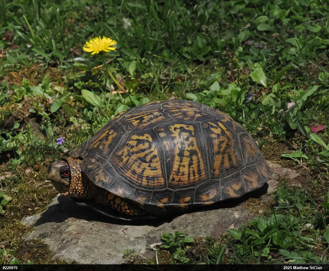 Eastern Box Turtle